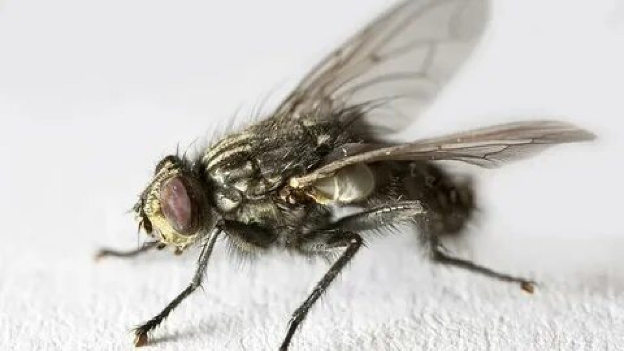 Foto - Evdeki karasineğin asıl derdi ne! Uzmanların açıkladığı neden şaşırttı!