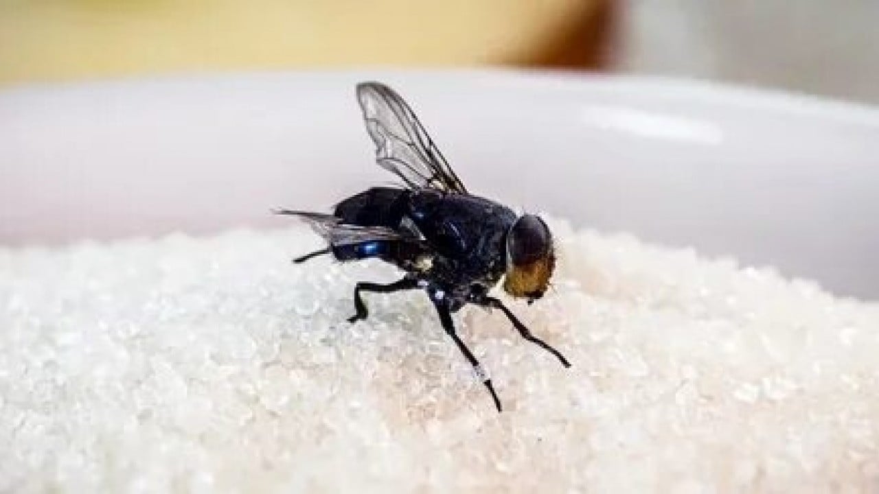 Foto - Evdeki karasineğin asıl derdi ne! Uzmanların açıkladığı neden şaşırttı!