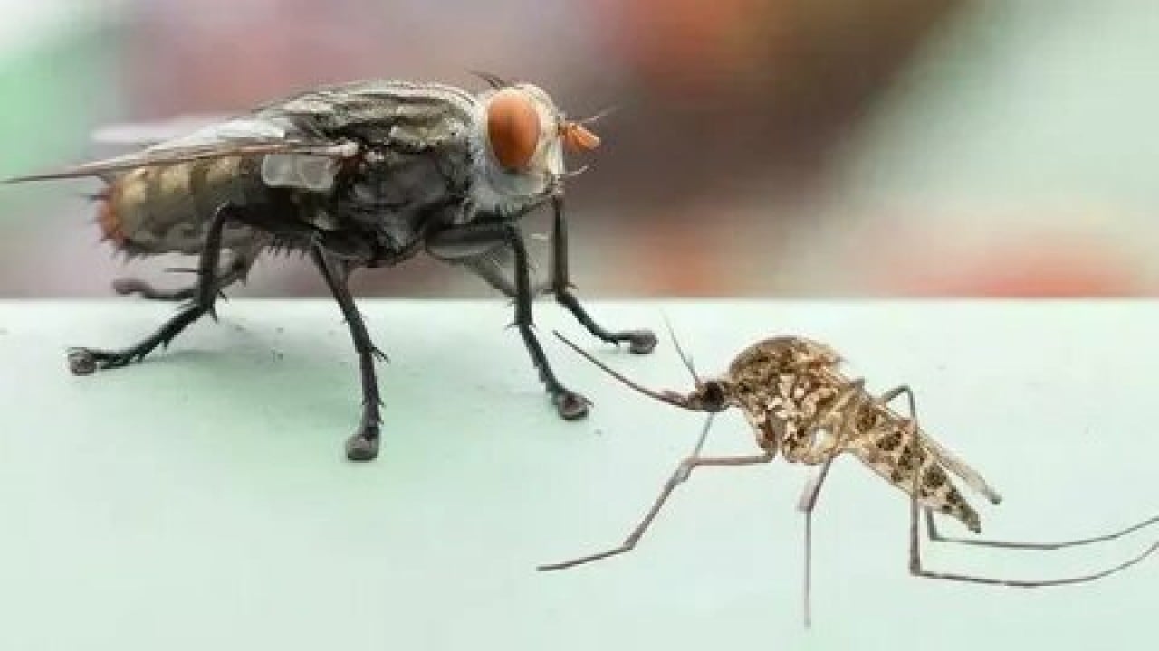 Foto - Evdeki karasineğin asıl derdi ne! Uzmanların açıkladığı neden şaşırttı!