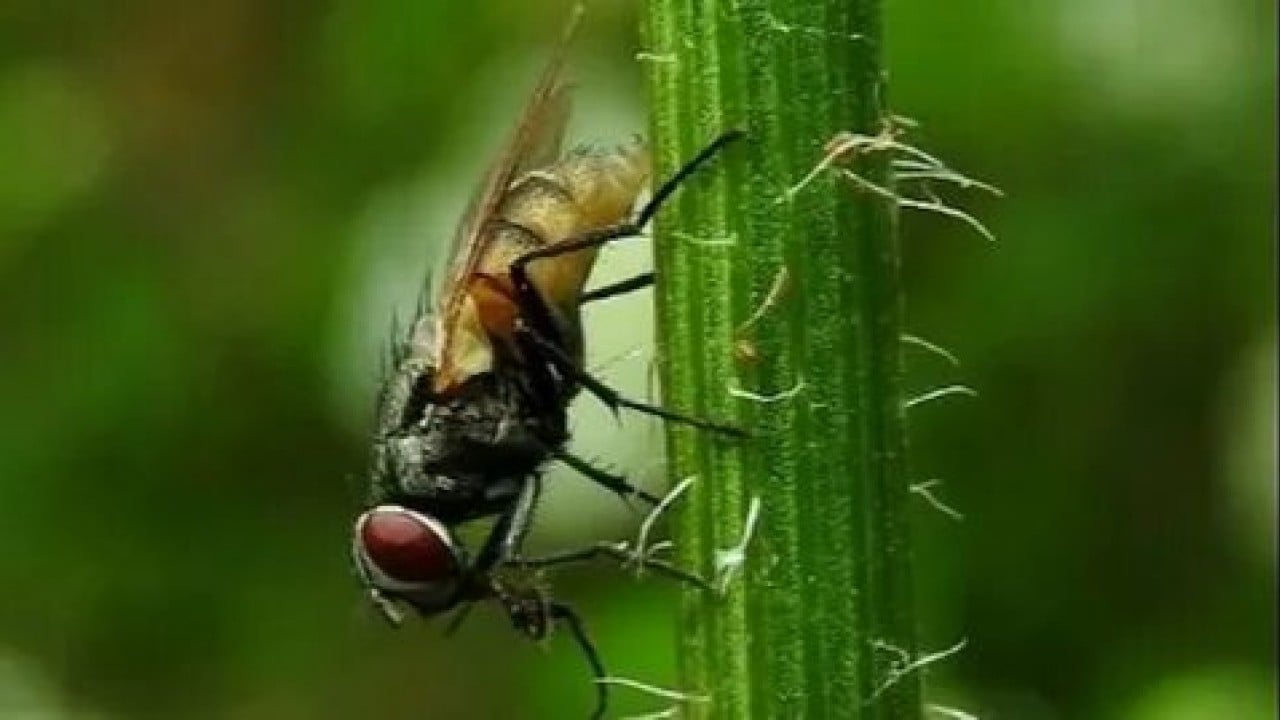 Foto - Evdeki karasineğin asıl derdi ne! Uzmanların açıkladığı neden şaşırttı!