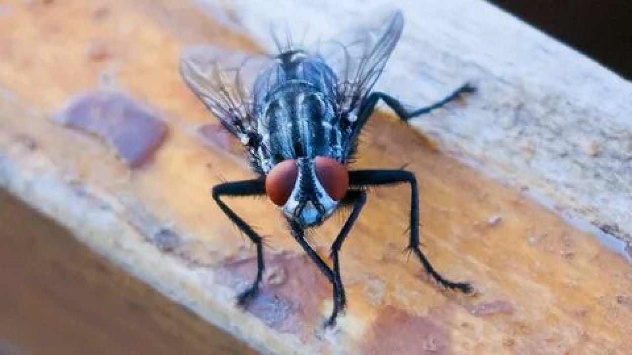 Foto - Evdeki karasineğin asıl derdi ne! Uzmanların açıkladığı neden şaşırttı!