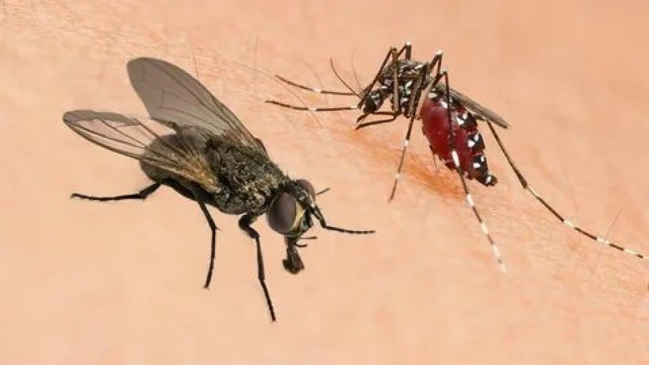 Foto - Evdeki karasineğin asıl derdi ne! Uzmanların açıkladığı neden şaşırttı!