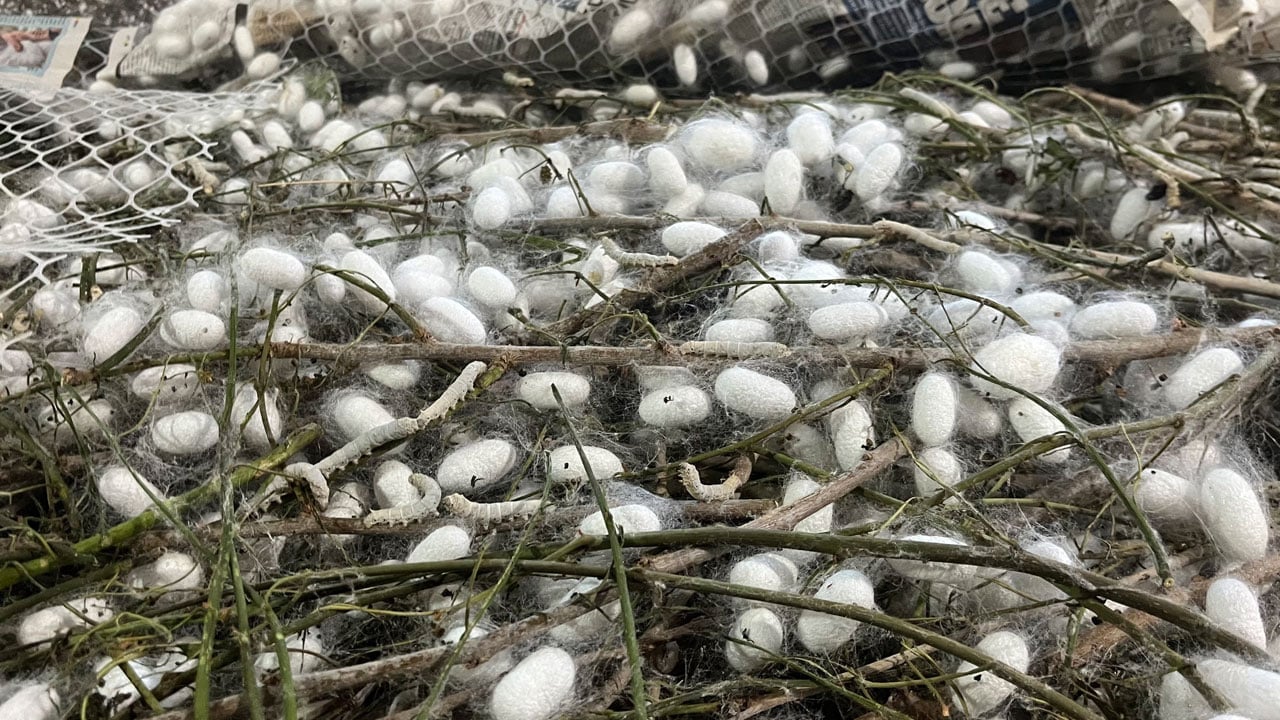 Foto - Evinin altında üretiyor: 40 günlük kazancı 216 bin lirayı aştı