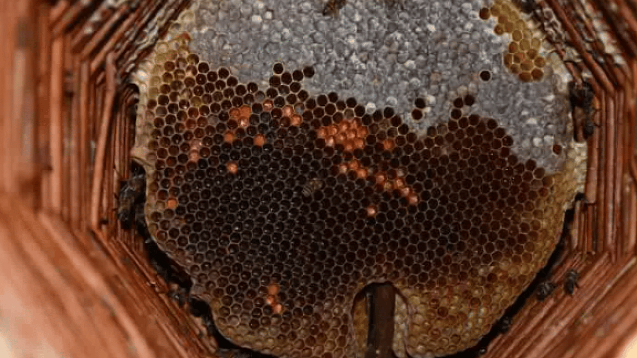 Foto - Evinin odasında muhafaza ediyor: Kilosunu 10 bin TL'den satıyor!