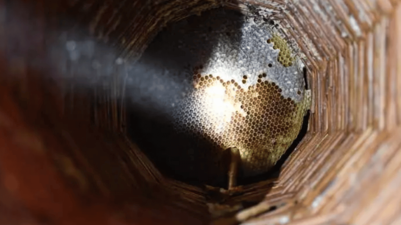 Foto - Evinin odasında muhafaza ediyor: Kilosunu 10 bin TL'den satıyor!