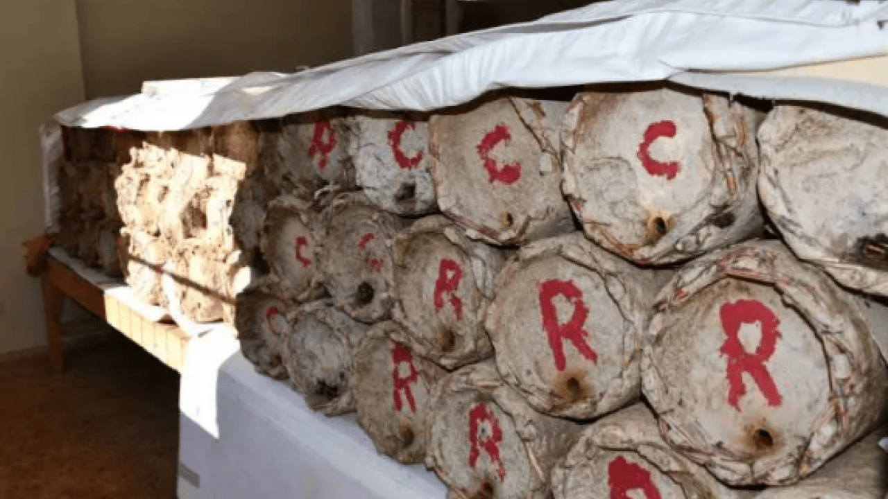 Evinin odasında muhafaza ediyor: Kilosunu 10 bin TL'den satıyor!