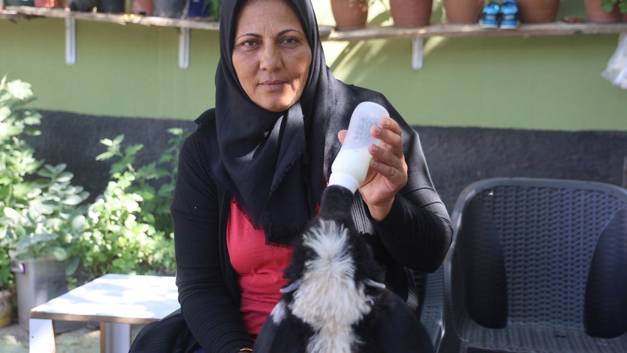 Foto - Evladını kaybetti, teselliyi peşinden ayrılmayan hediye kuzuda buldu