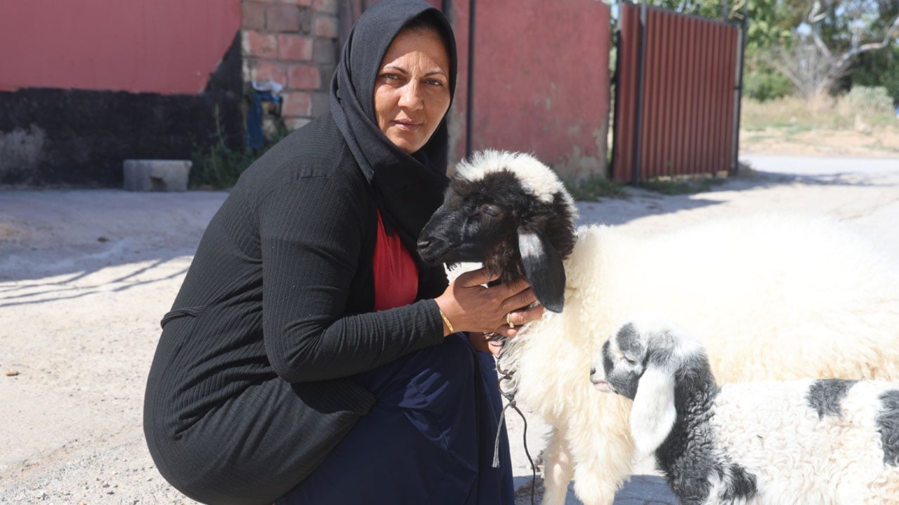 Foto - Evladını kaybetti, teselliyi peşinden ayrılmayan hediye kuzuda buldu