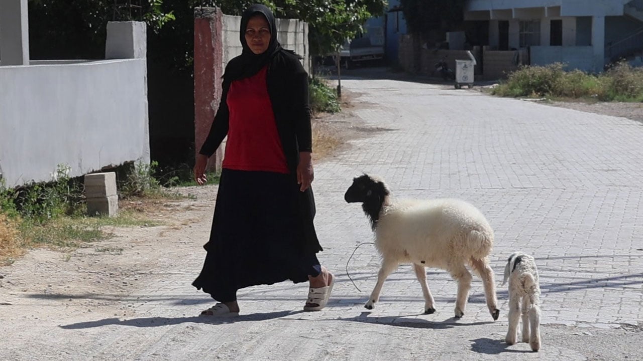 Foto - Evladını kaybetti, teselliyi peşinden ayrılmayan hediye kuzuda buldu