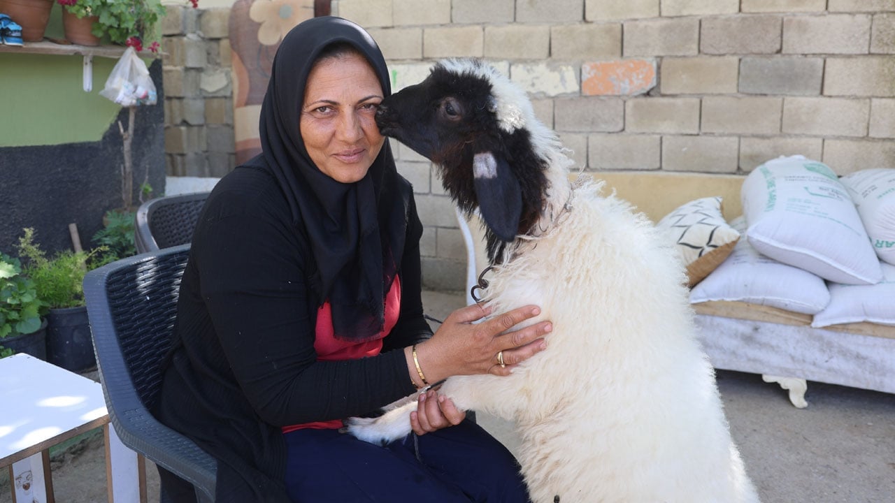 Foto - Evladını kaybetti, teselliyi peşinden ayrılmayan hediye kuzuda buldu