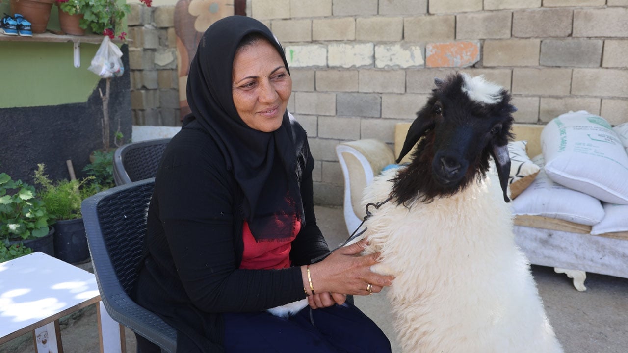 Foto - Evladını kaybetti, teselliyi peşinden ayrılmayan hediye kuzuda buldu