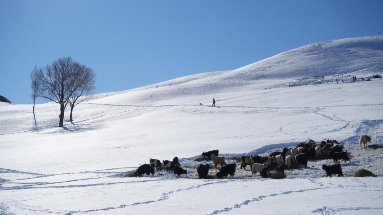 Foto - Evler gözükmüyor, ulaşım tünellerle sağlanıyor Koca bir köy karlar altında kayboldu