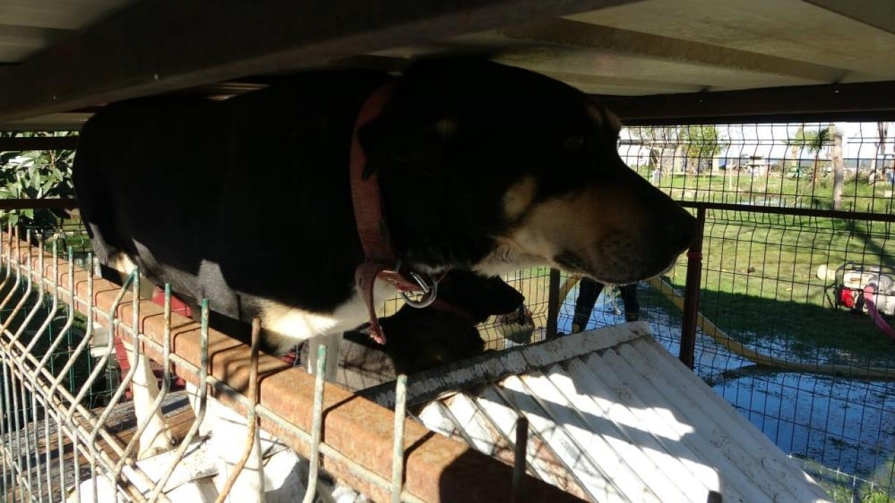 Foto - Evler zarar gördü tekneler parçalandı Dalgalar Ordu'yu fena dövdü