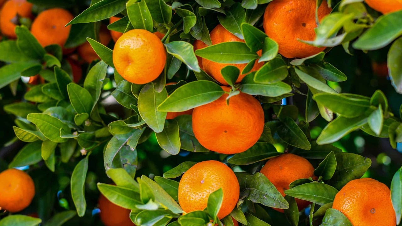 Foto - Evlerden eksik etmeyin! Her gün mandalina yerseniz vücudunuzda bakın neler değişiyor