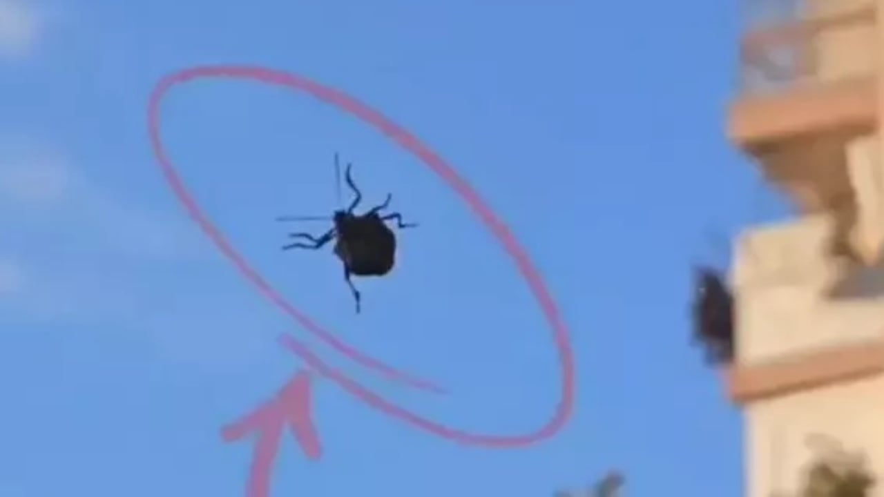 Foto - Eyvah ki ne eyvah! "Dünyanın sonunu getirecek böcek" İstanbul’da görüldü