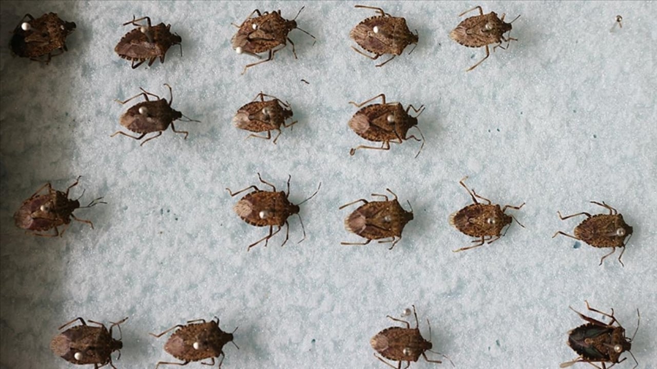 Foto - Eyvah ki ne eyvah! "Dünyanın sonunu getirecek böcek" İstanbul’da görüldü