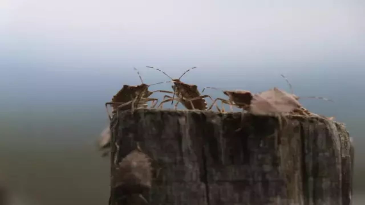 Foto - Eyvah ki ne eyvah! "Dünyanın sonunu getirecek böcek" İstanbul’da görüldü