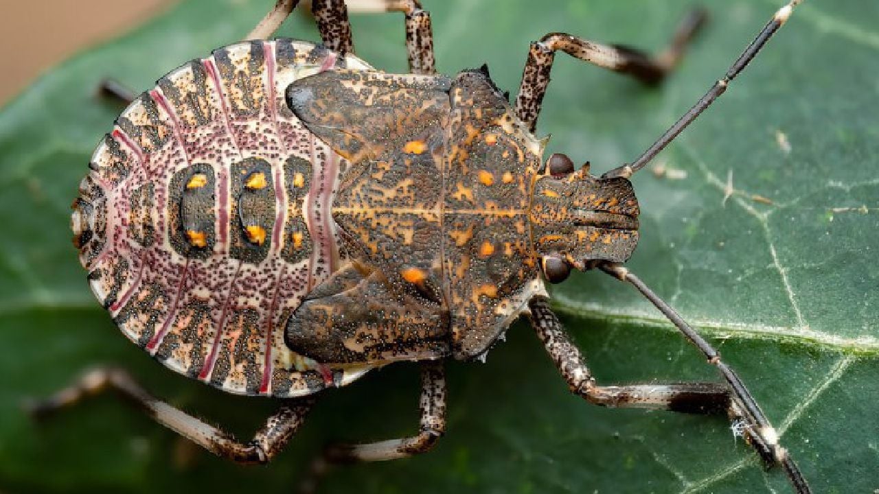 Foto - Eyvah ki ne eyvah! "Dünyanın sonunu getirecek böcek" İstanbul’da görüldü