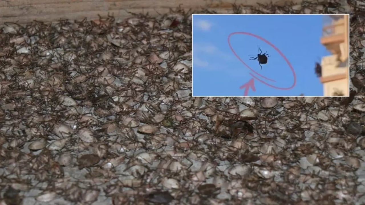 Eyvah ki ne eyvah! "Dünyanın sonunu getirecek böcek" İstanbul’da görüldü