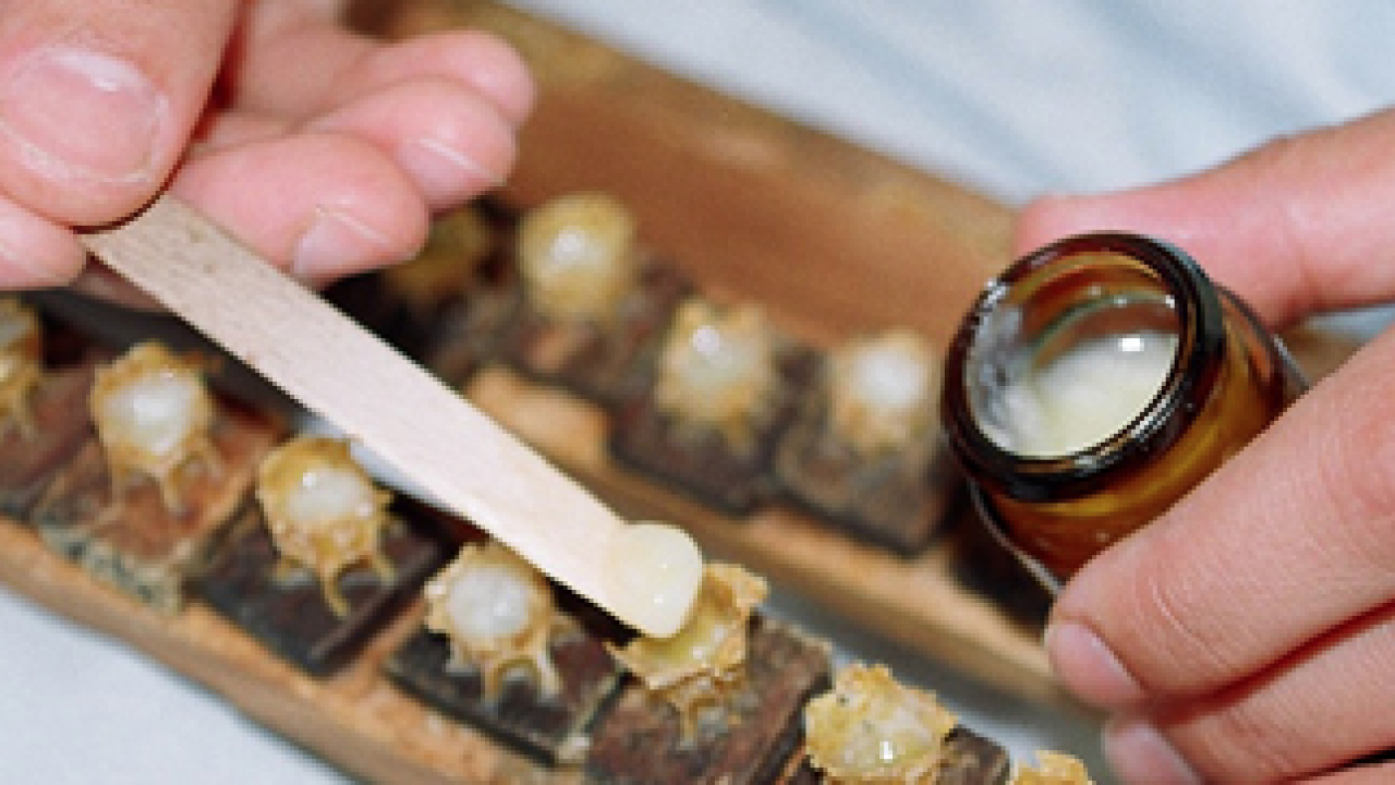 Foto - Ezber bozan araştırma sonuçları açıklandı: Doğal sanılan her arı sütü kaliteli mi işte cevabı...