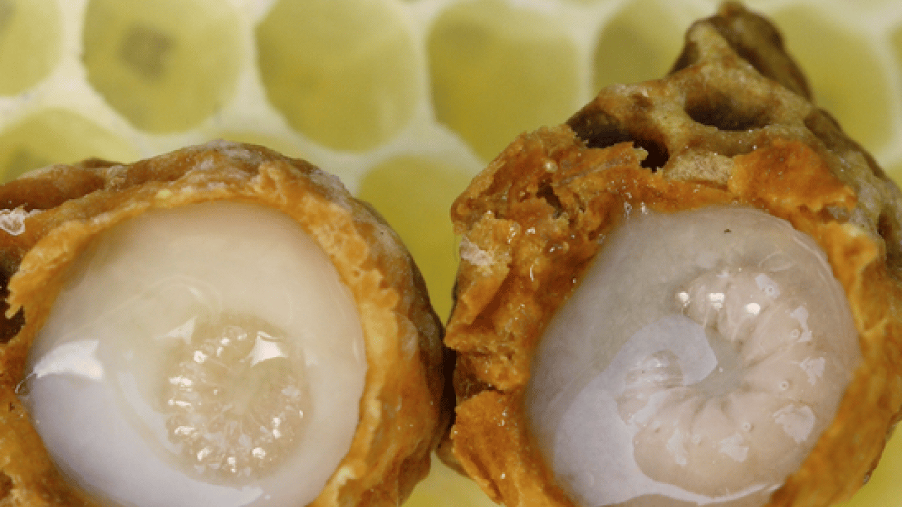 Foto - Ezber bozan araştırma sonuçları açıklandı: Doğal sanılan her arı sütü kaliteli mi işte cevabı...