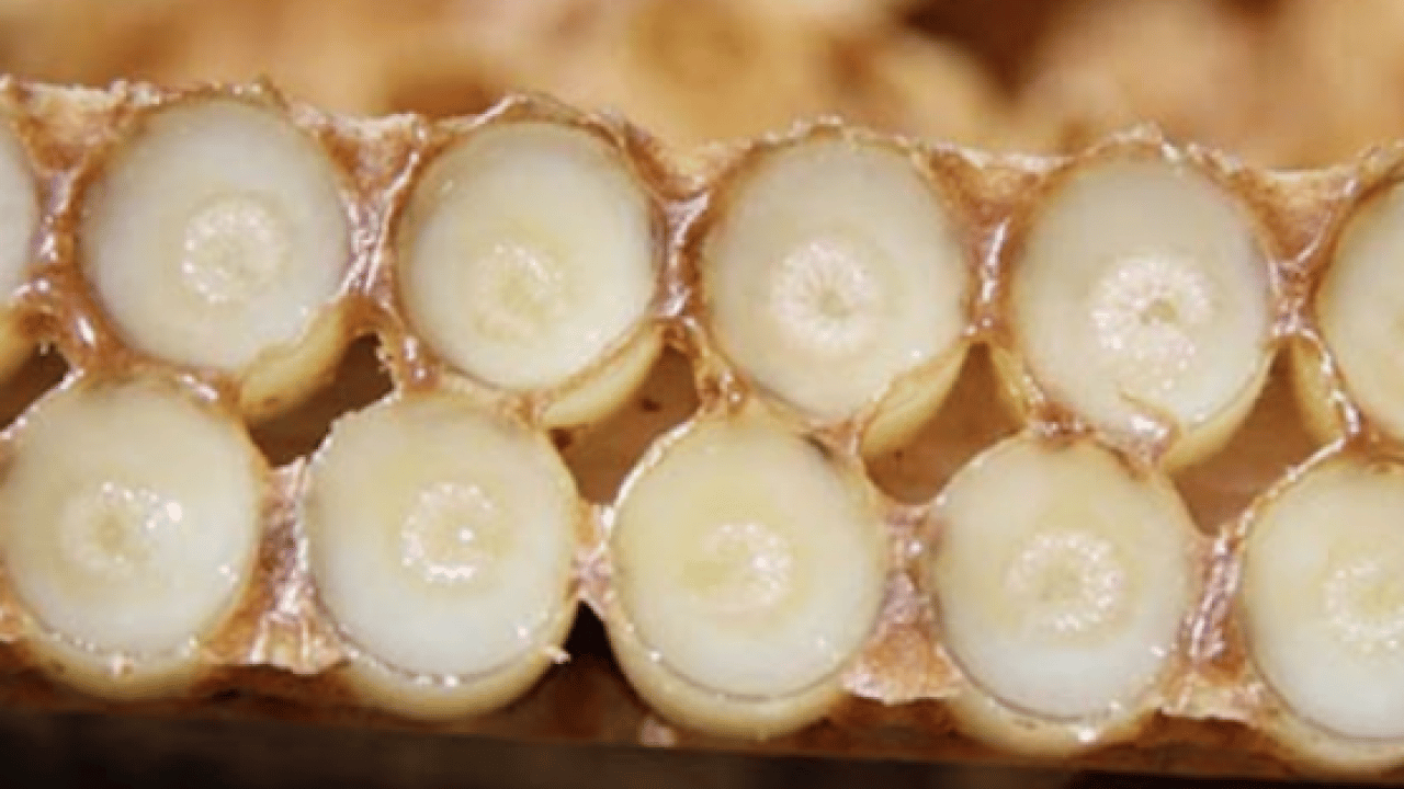 Foto - Ezber bozan araştırma sonuçları açıklandı: Doğal sanılan her arı sütü kaliteli mi işte cevabı...