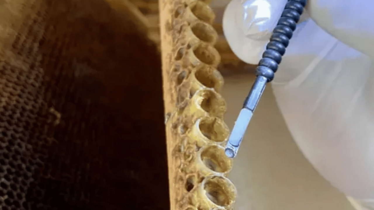 Foto - Ezber bozan araştırma sonuçları açıklandı: Doğal sanılan her arı sütü kaliteli mi işte cevabı...