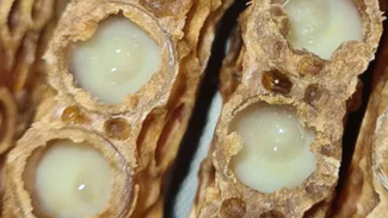 Foto - Ezber bozan araştırma sonuçları açıklandı: Doğal sanılan her arı sütü kaliteli mi işte cevabı...