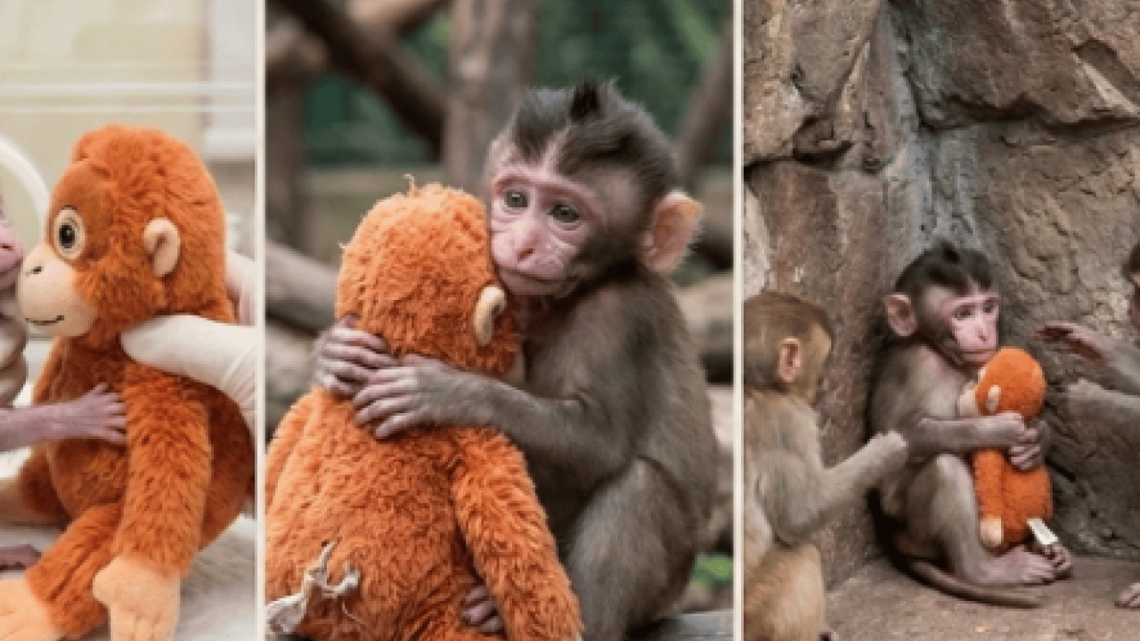 Foto - Ezber bozan bir analiz: Makak Punch’ın Sarılışı: Fıtratın Güven Arayışı: Çok şaşıracaksınız...
