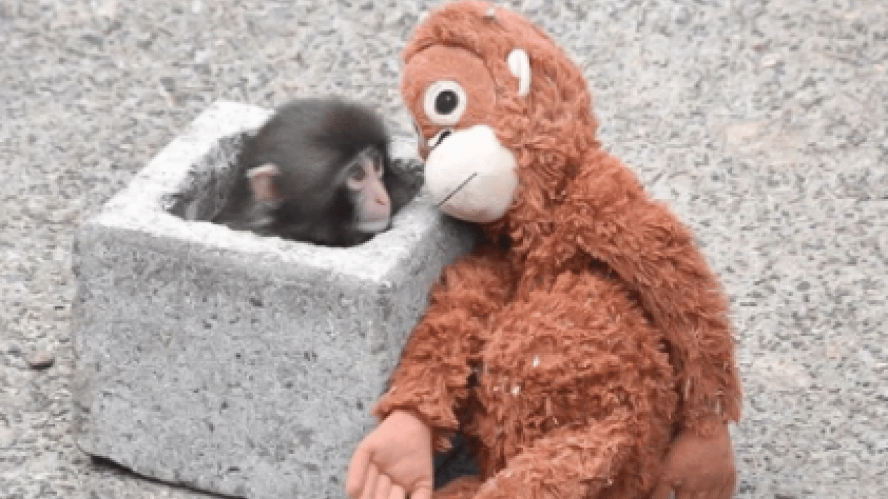 Foto - Ezber bozan bir analiz: Makak Punch’ın Sarılışı: Fıtratın Güven Arayışı: Çok şaşıracaksınız...