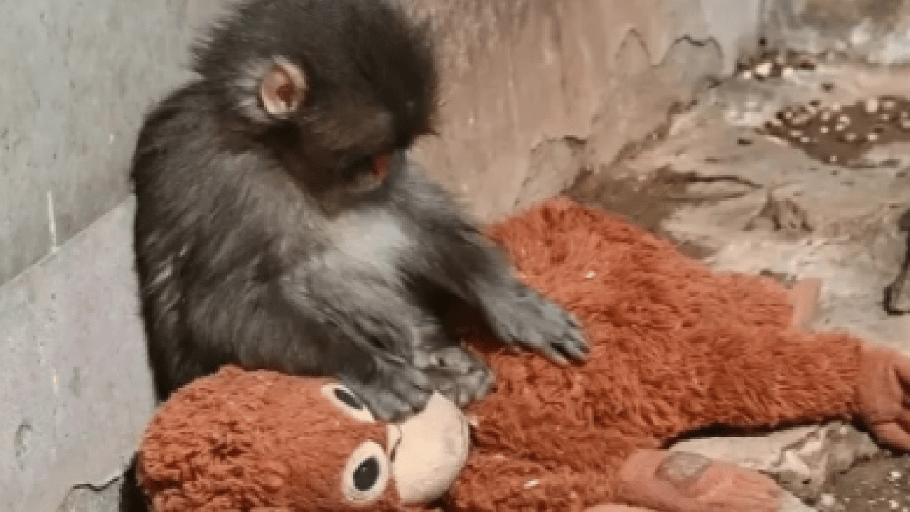 Ezber bozan bir analiz: Makak Punch’ın Sarılışı: Fıtratın Güven Arayışı: Çok şaşıracaksınız...