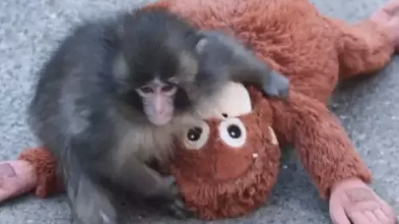 Foto - Ezber bozan bir analiz: Makak Punch’ın Sarılışı: Fıtratın Güven Arayışı: Çok şaşıracaksınız...