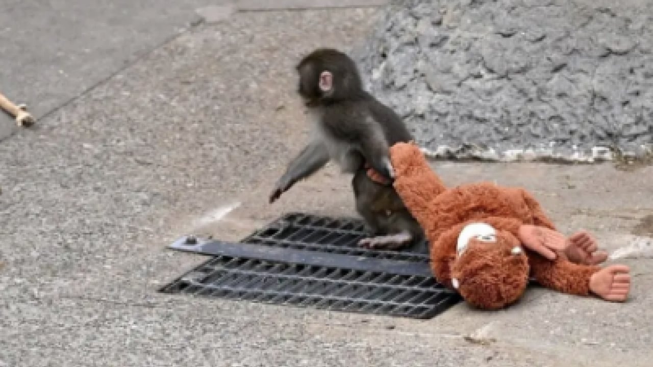 Foto - Ezber bozan bir analiz: Makak Punch’ın Sarılışı: Fıtratın Güven Arayışı: Çok şaşıracaksınız...