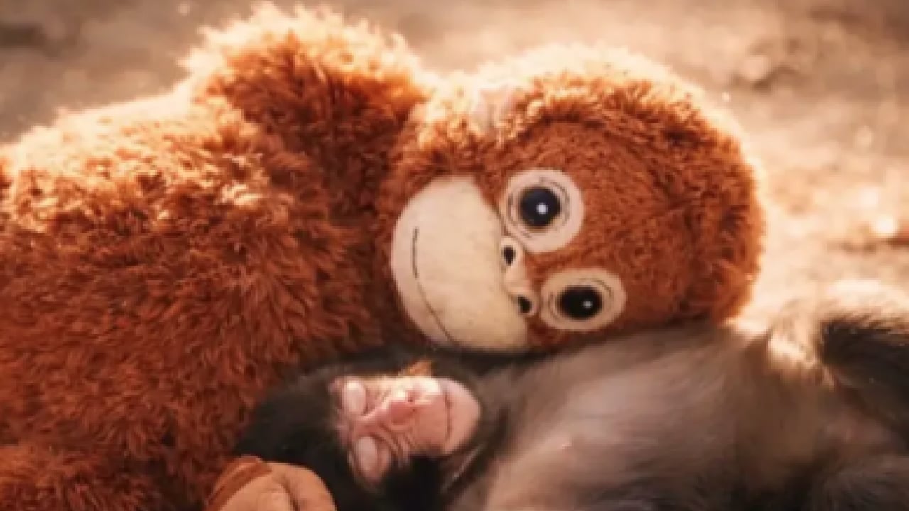 Foto - Ezber bozan bir analiz: Makak Punch’ın Sarılışı: Fıtratın Güven Arayışı: Çok şaşıracaksınız...