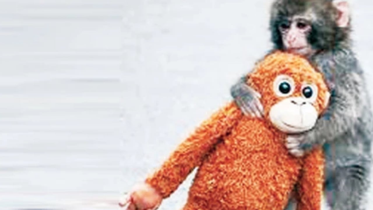 Foto - Ezber bozan bir analiz: Makak Punch’ın Sarılışı: Fıtratın Güven Arayışı: Çok şaşıracaksınız...