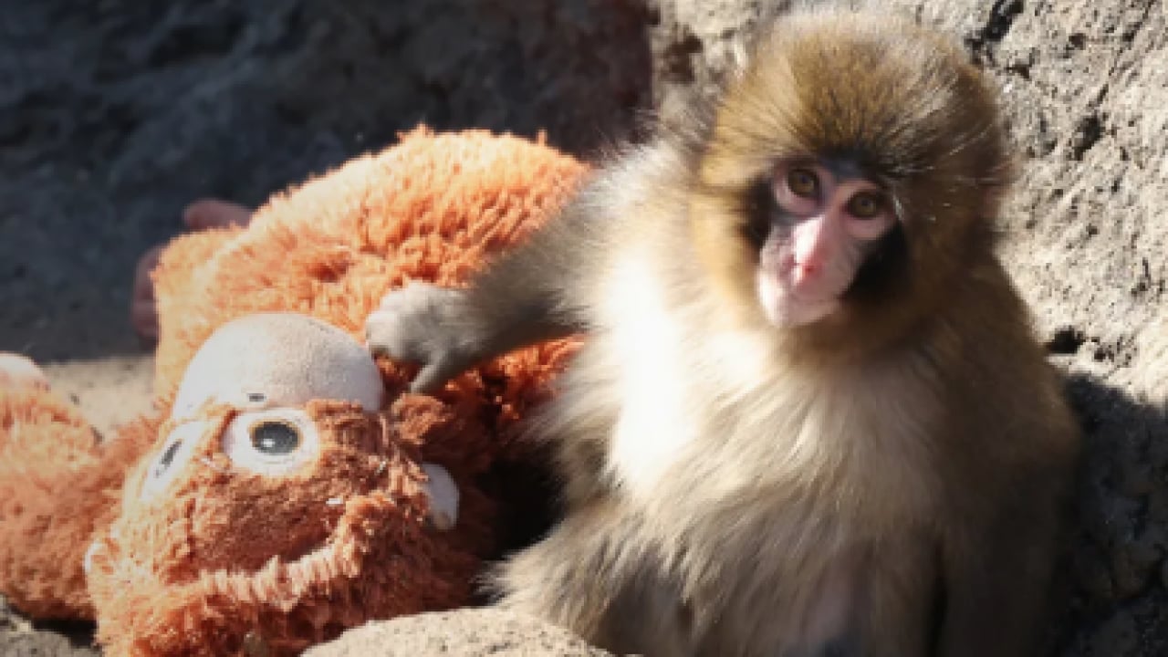 Foto - Ezber bozan bir analiz: Makak Punch’ın Sarılışı: Fıtratın Güven Arayışı: Çok şaşıracaksınız...