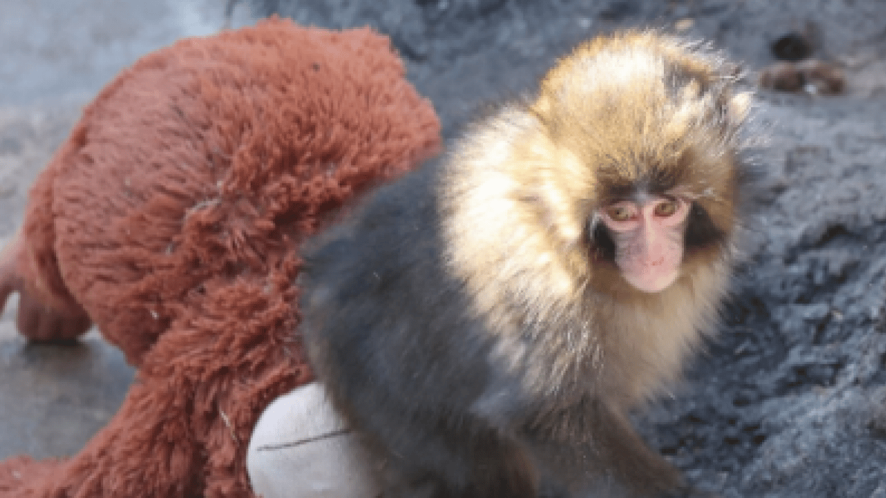 Foto - Ezber bozan bir analiz: Makak Punch’ın Sarılışı: Fıtratın Güven Arayışı: Çok şaşıracaksınız...