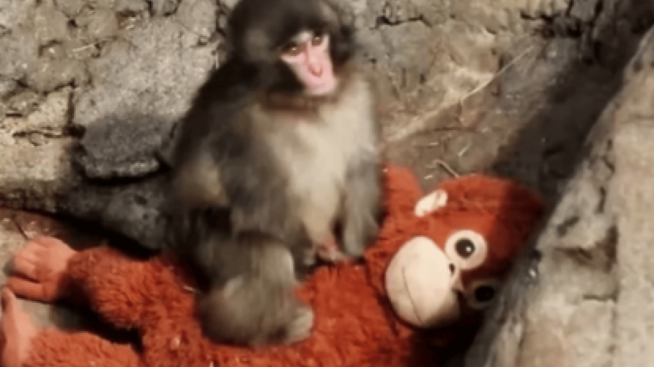 Foto - Ezber bozan bir analiz: Makak Punch’ın Sarılışı: Fıtratın Güven Arayışı: Çok şaşıracaksınız...