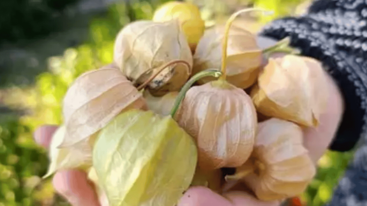 Faydaları saymakla bitmiyor: İşte her derde deva altın meyve!