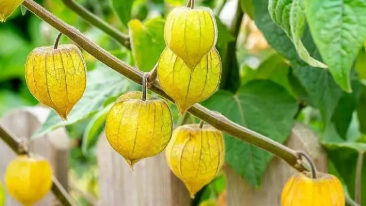 Foto - Faydaları saymakla bitmiyor: İşte her derde deva altın meyve!