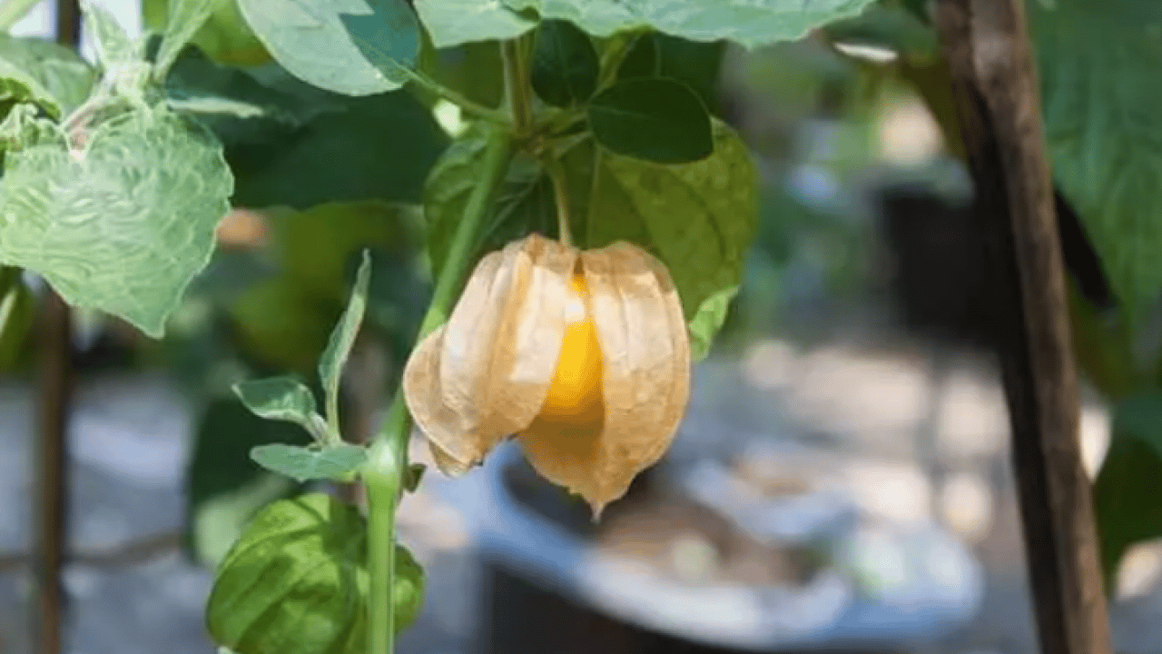 Foto - Faydaları saymakla bitmiyor: İşte her derde deva altın meyve!