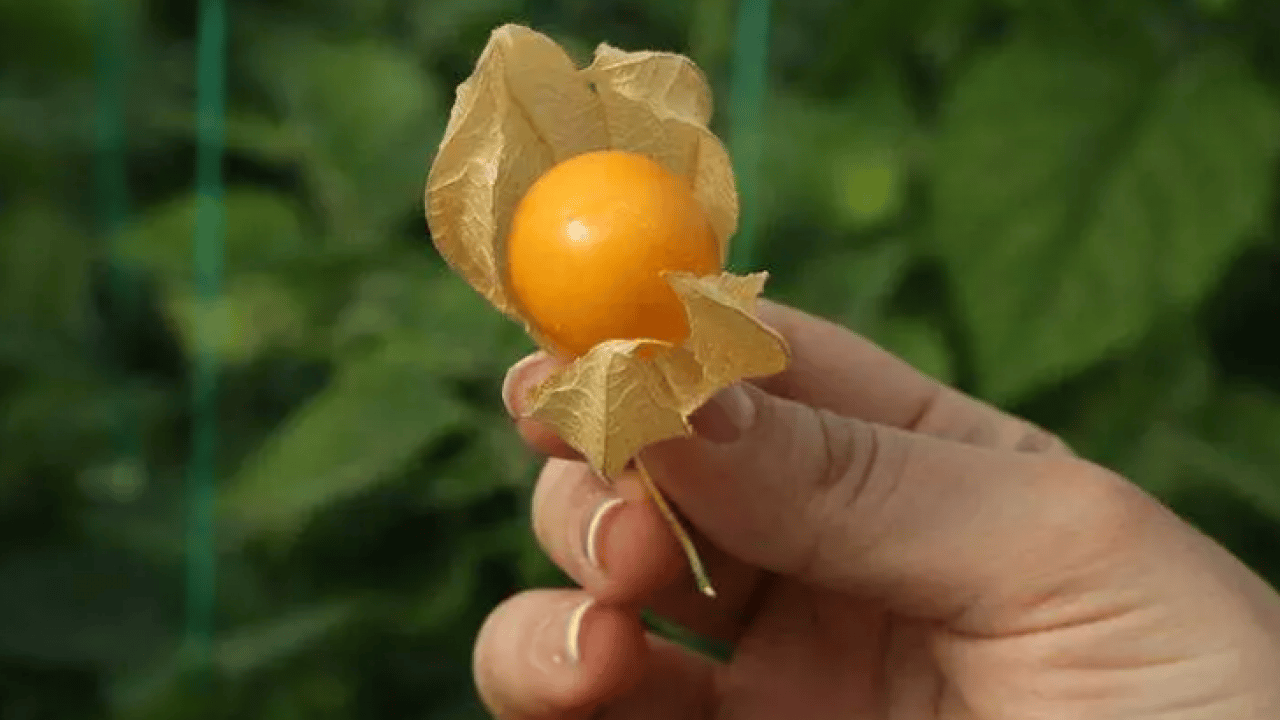 Foto - Faydaları saymakla bitmiyor: İşte her derde deva altın meyve!
