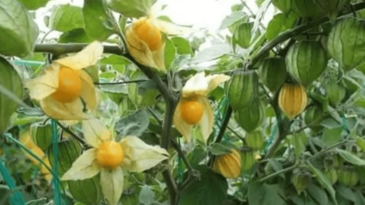 Foto - Faydaları saymakla bitmiyor: İşte her derde deva altın meyve!