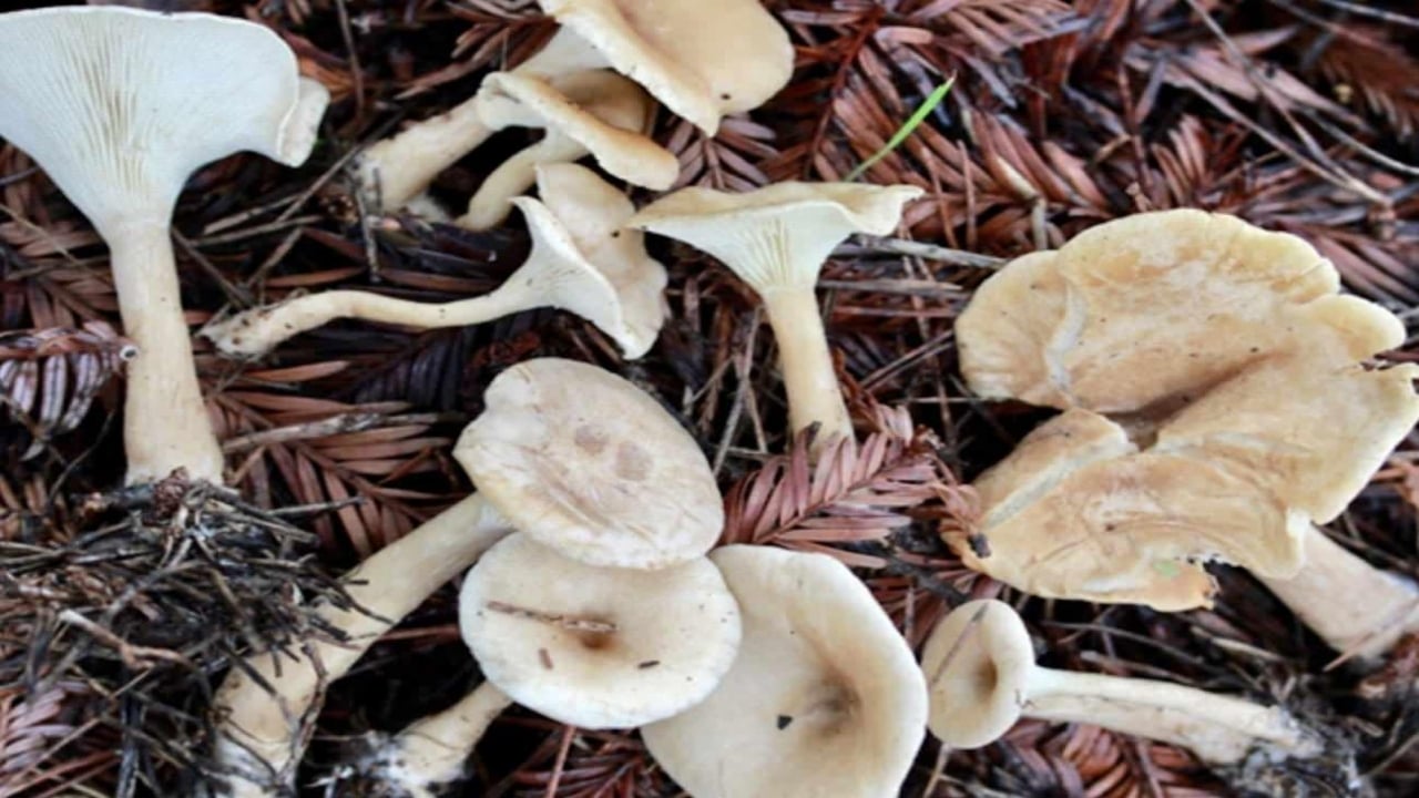 Foto - Faydalarını duyanın ağzı açık kalıyor! Herkes peşinde pervane! Kilosu 500 TL’den satışa sunuldu