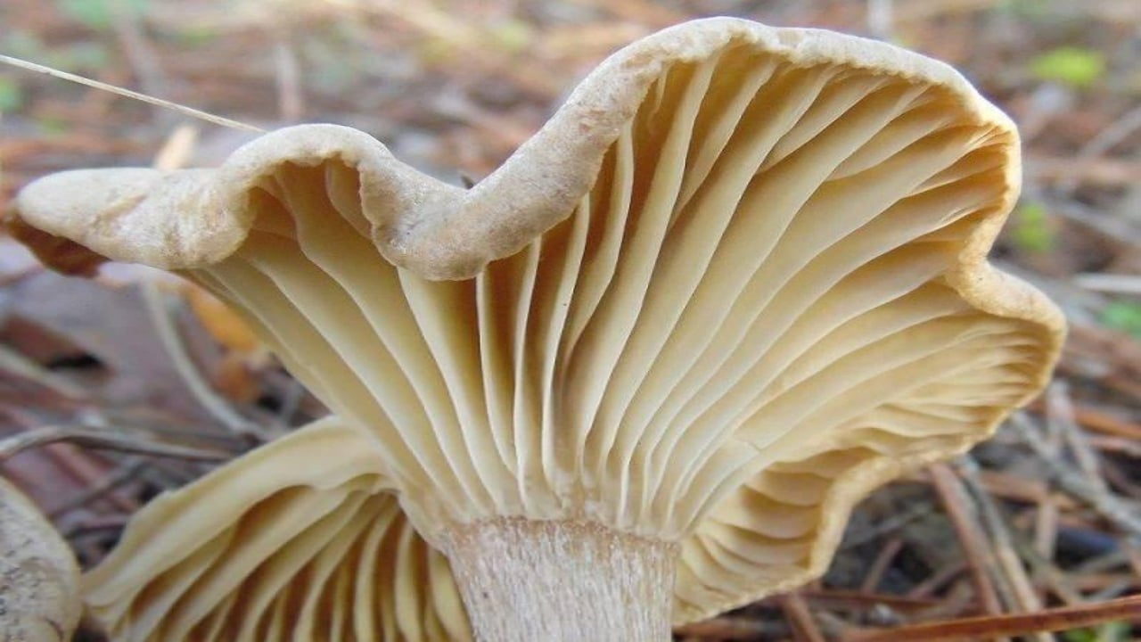 Foto - Faydalarını duyanın ağzı açık kalıyor! Herkes peşinde pervane! Kilosu 500 TL’den satışa sunuldu