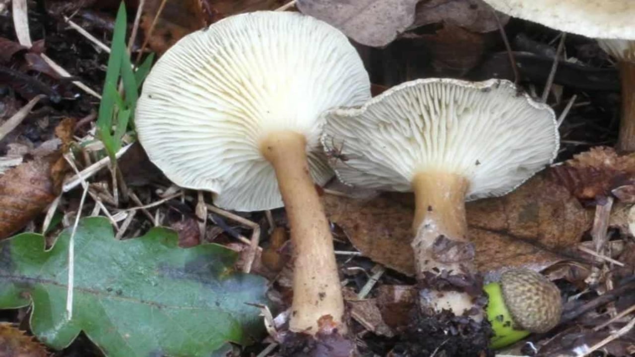 Foto - Faydalarını duyanın ağzı açık kalıyor! Herkes peşinde pervane! Kilosu 500 TL’den satışa sunuldu