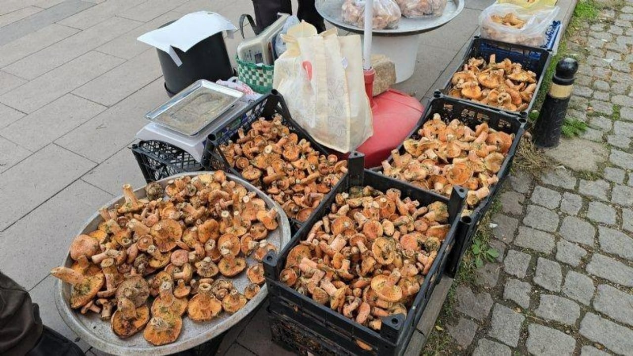 Foto - Faydalarını duyanın ağzı açık kalıyor! Herkes peşinde pervane! Kilosu 500 TL’den satışa sunuldu