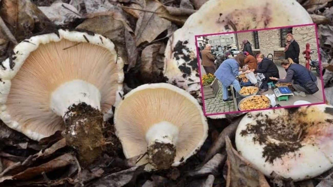 Foto - Faydalarını duyanın ağzı açık kalıyor! Herkes peşinde pervane! Kilosu 500 TL’den satışa sunuldu