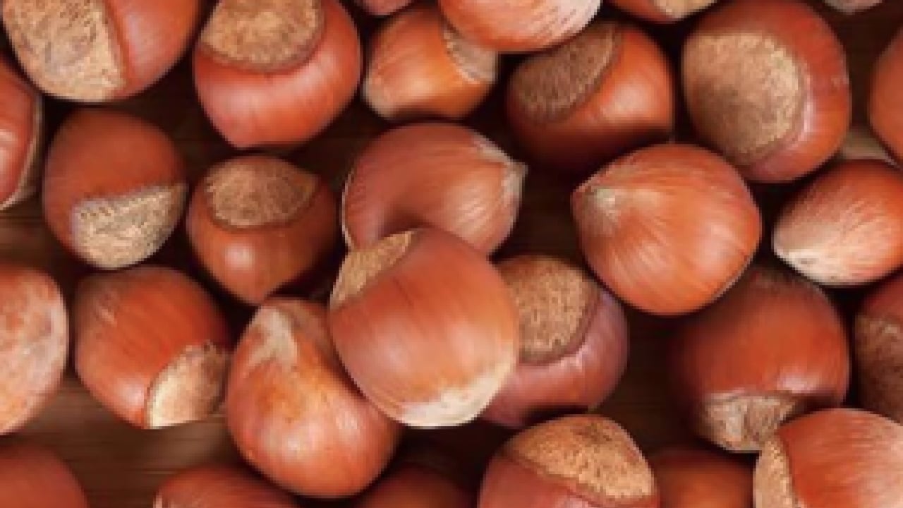 Foto - Faydası kadar zararı da olabilir mi? Fındık alerji yapar mı? Aman dikkat!