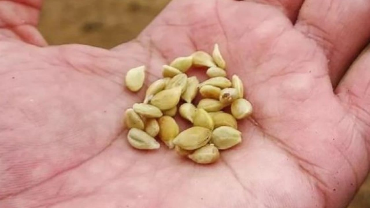 Foto - Faydasını duyunca şaşıracaksınız! Limon çekirdeklerini sakın çöpe atmayın